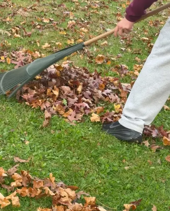 Raking a pile of red and brown leaves off a green lawn
