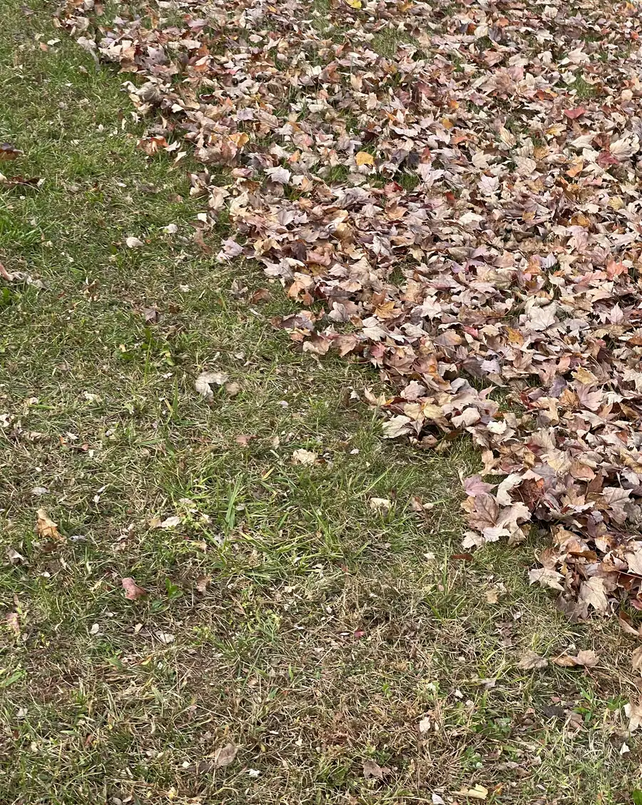 A lawn halfway through raking: clear grass on the left, a thick layer of leaves on the right